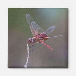 Male Red Saddlebags Dragonfly Magnet