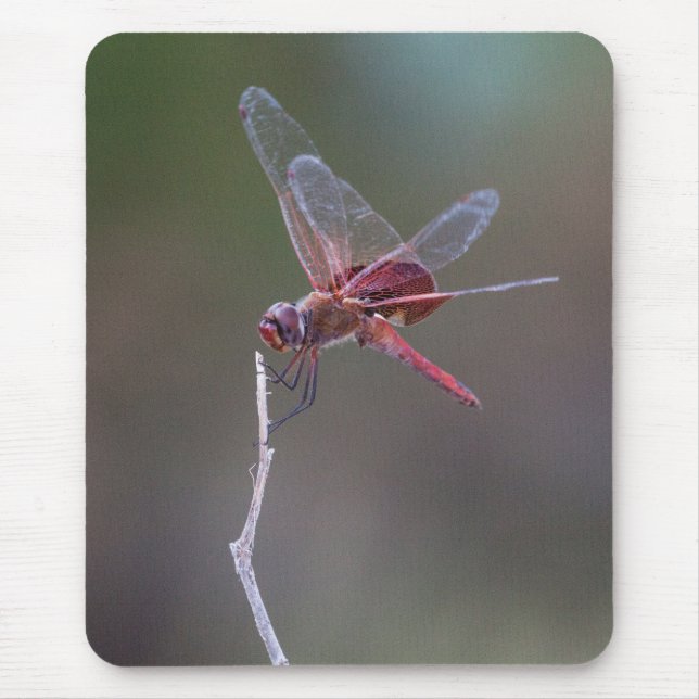 Male Red Saddlebags Dragonfly Mouse Pad (Front)
