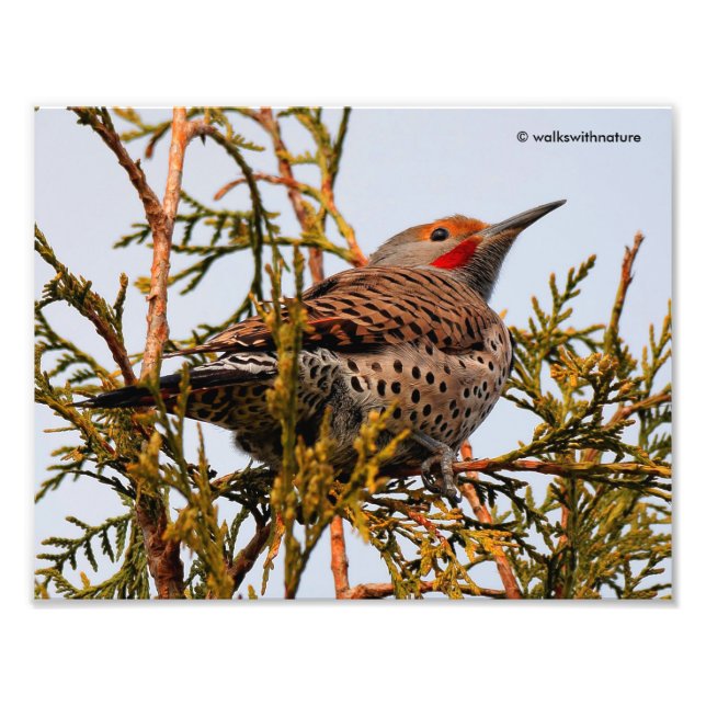 Male Red-Shafted Northern Flicker in a Tree Photo Print (Front)