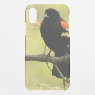 Male Red Winged Blackbird iPhone XR Case