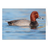 Male Redhead duck (Front Horizontal)