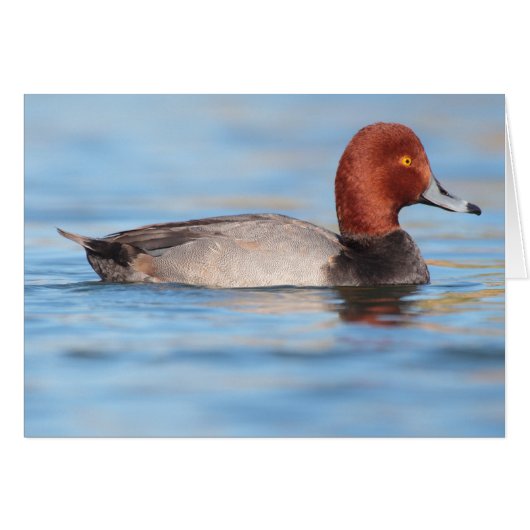 Male Redhead duck Cards (Front Horizontal)