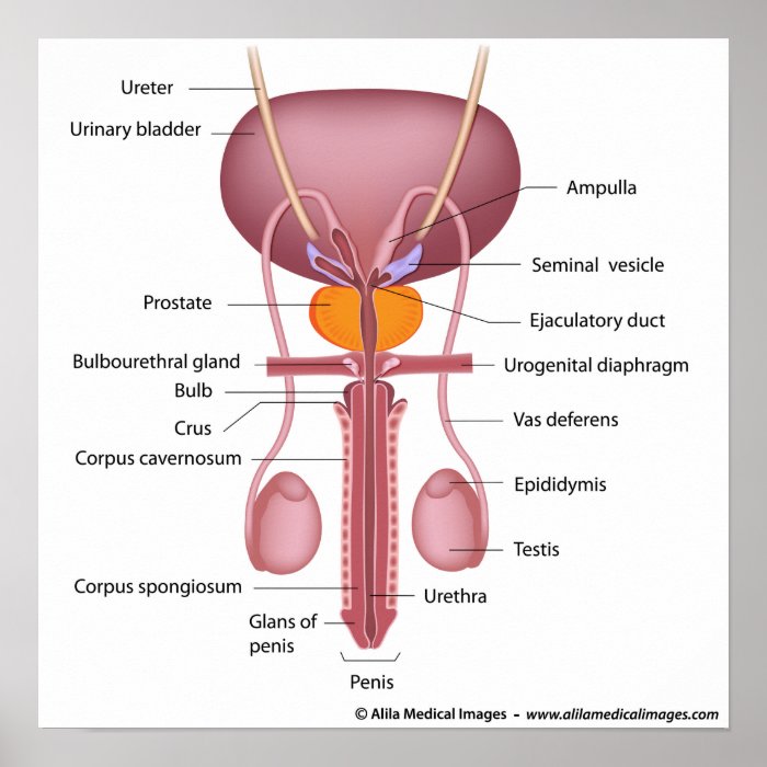 Male reproductive organs, dorsal view, labeled posters