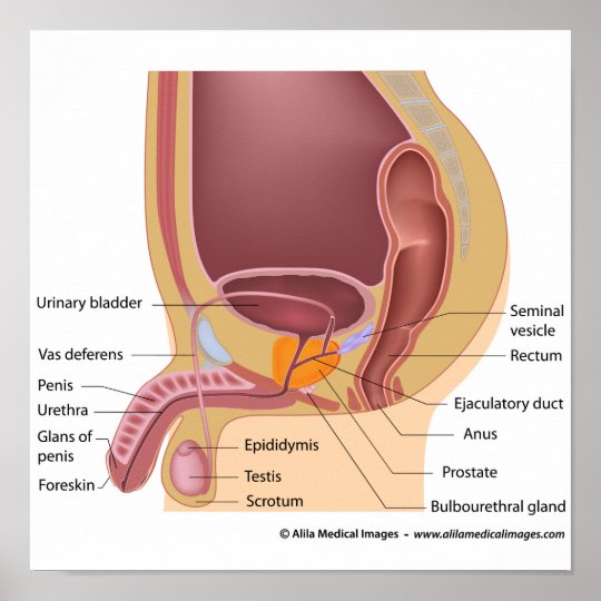 Male Reproductive Organs Sagittal Labeled Diagram Poster 5798