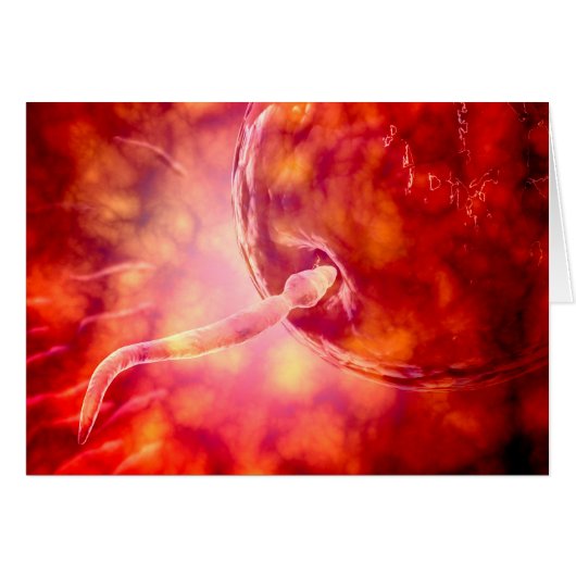 Male Reproductive Sperm Entering The Egg (Front Horizontal)