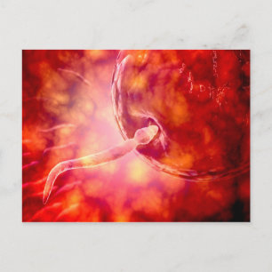 Male Reproductive Sperm Entering The Egg Postcard