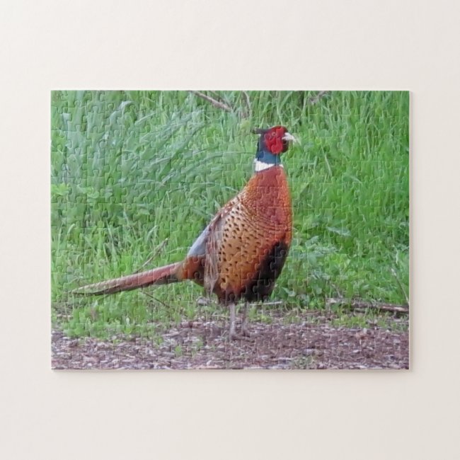 Male Ring-Neck Pheasant Jigsaw Puzzle