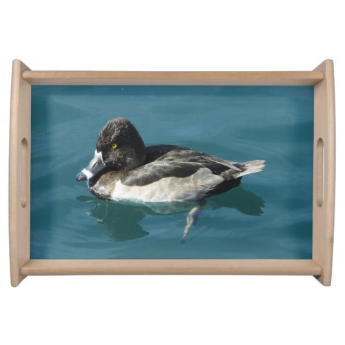 Male Ring_necked Duck Sits on Blue Water Photo Serving Tray