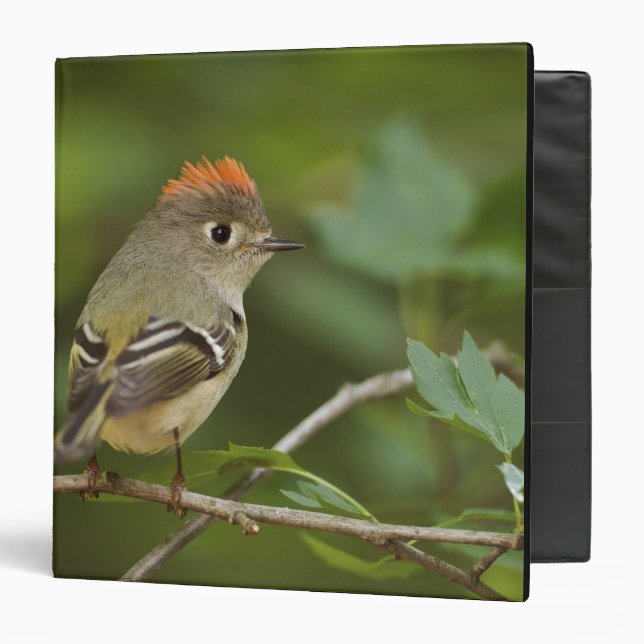 Male Ruby-crowned Kinglet, Regulus calendula Binder (Front/Inside)