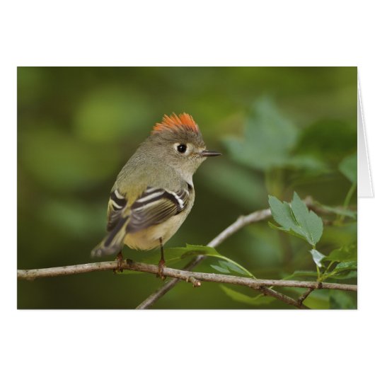 Male Ruby-crowned Kinglet, Regulus calendula Cards (Front Horizontal)