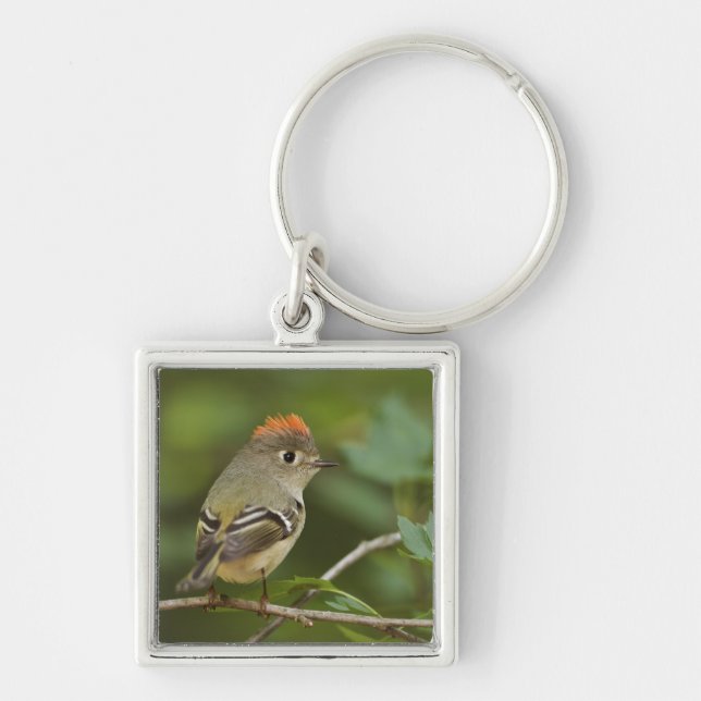 Male Ruby-crowned Kinglet, Regulus calendula Keychain (Front)