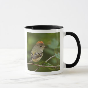 Male Ruby-crowned Kinglet, Regulus calendula Mug