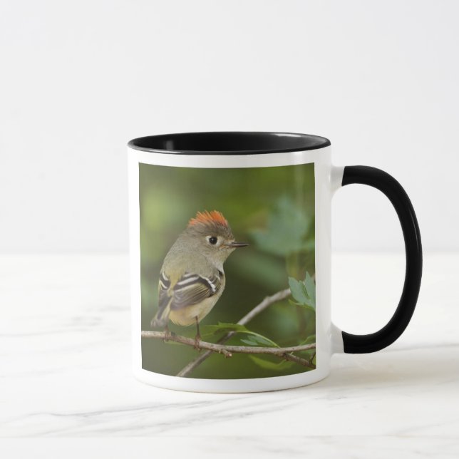 Male Ruby-crowned Kinglet, Regulus calendula Mug (Right)