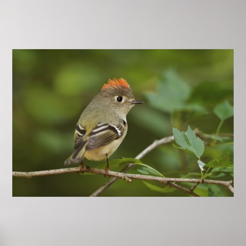 Male Ruby_crowned Kinglet Regulus calendula Poster