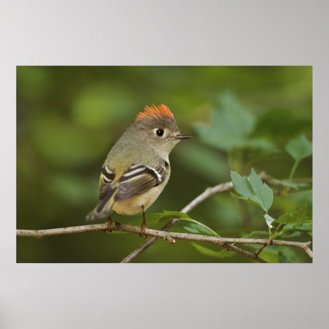 Male Ruby-crowned Kinglet, Regulus calendula Poster (Front)