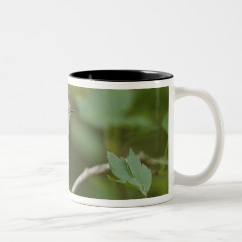 Male Ruby_crowned Kinglet Regulus calendula Two_Tone Coffee Mug