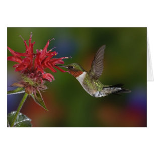 Male Ruby-throated Hummingbird