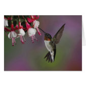 Male Ruby throated Hummingbird, Archilochus (Front Horizontal)