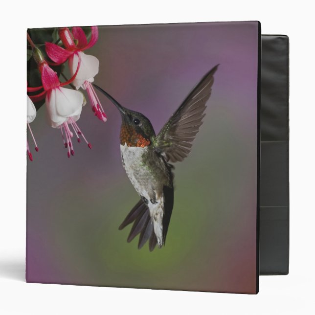 Male Ruby throated Hummingbird, Archilochus 3 Ring Binder (Front/Inside)