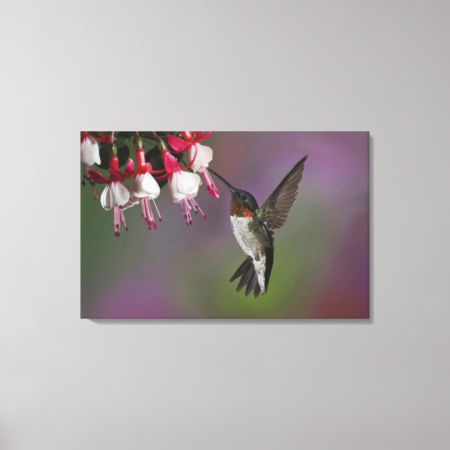 Male Ruby throated Hummingbird, Archilochus Canvas Print (Front)