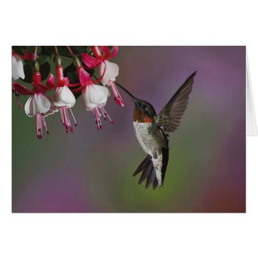 Male Ruby throated Hummingbird, Archilochus Cards (Front Horizontal)