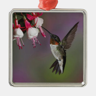 Male Ruby throated Hummingbird, Archilochus Metal Ornament