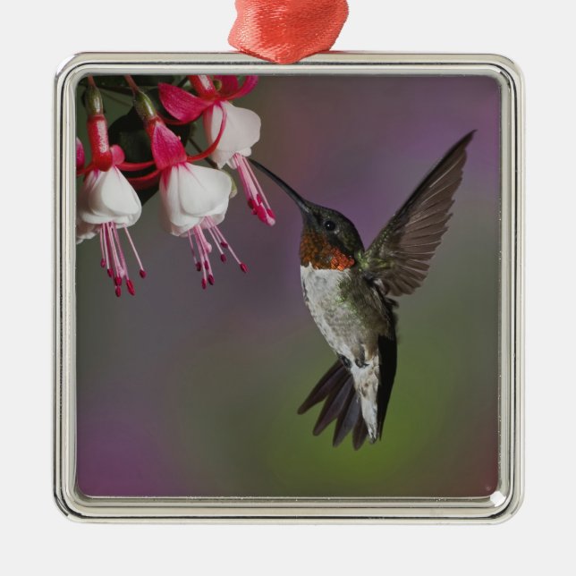 Male Ruby throated Hummingbird, Archilochus Metal Ornament (Front)