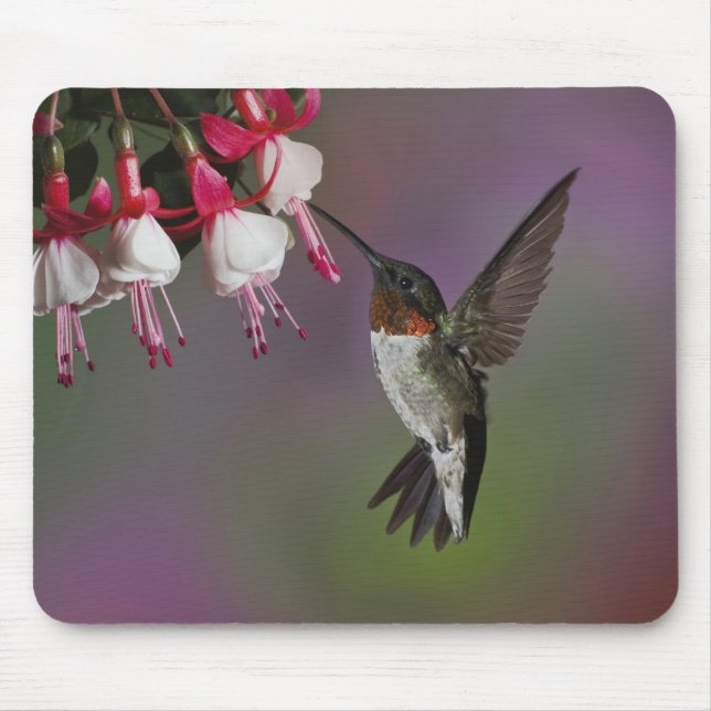 Male Ruby throated Hummingbird, Archilochus Mouse Pad (Front)