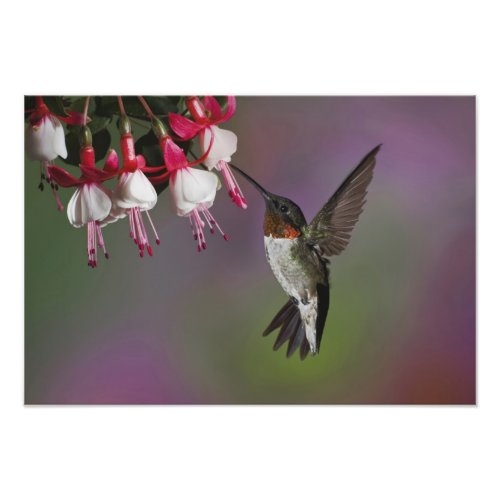 Male Ruby throated Hummingbird Archilochus Photo Print