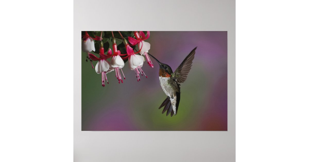 Male Ruby Throated Hummingbird, Archilochus Poster 