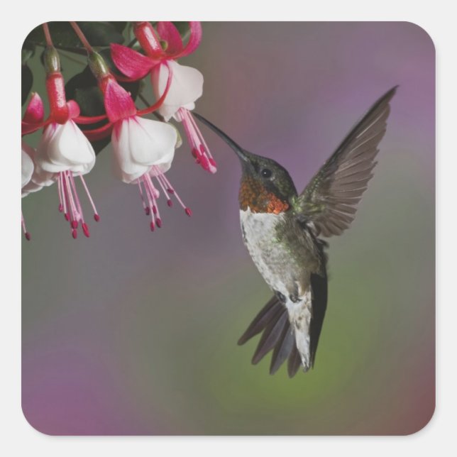 Male Ruby throated Hummingbird, Archilochus Square Sticker (Front)