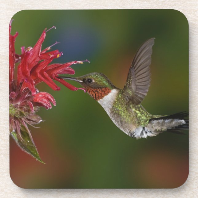 Male Ruby-throated Hummingbird Beverage Coaster (Front)