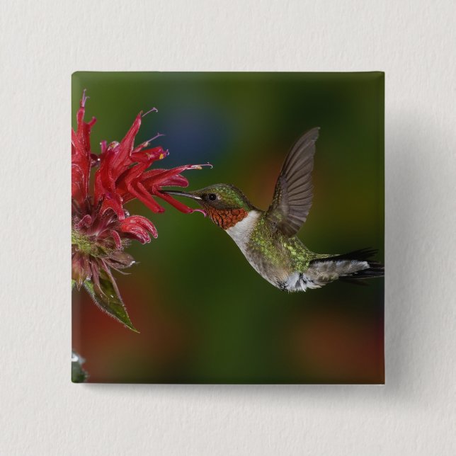 Male Ruby-throated Hummingbird Button (Front)