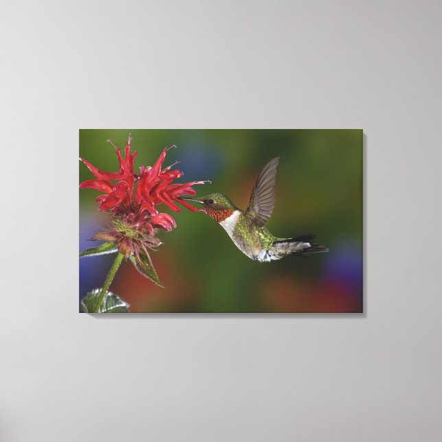 Male Ruby-throated Hummingbird Canvas Print (Front)