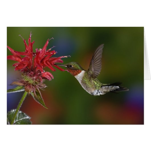 Male Ruby-throated Hummingbird Cards (Front Horizontal)