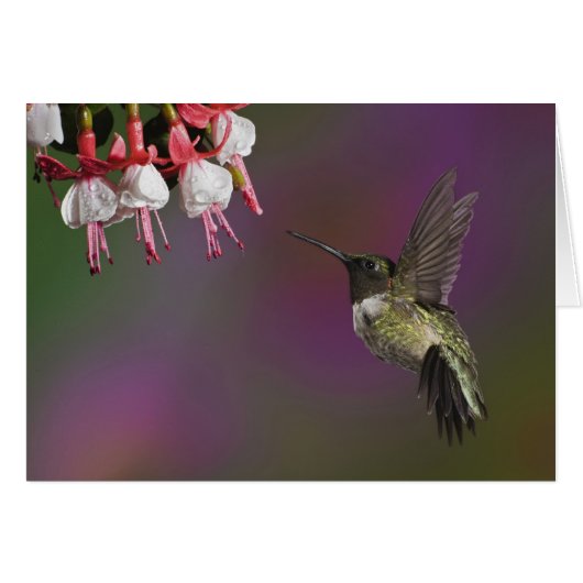 Male Ruby throated Hummingbird Cards (Front Horizontal)