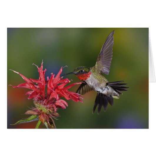 Male Ruby-throated Hummingbird Cards (Front Horizontal)