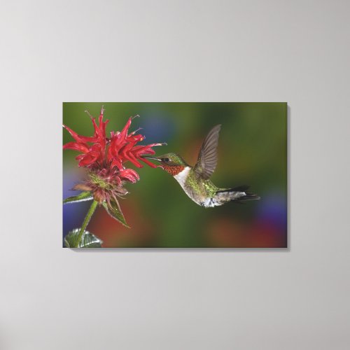 Male Ruby_throated Hummingbird feeding on Canvas Print