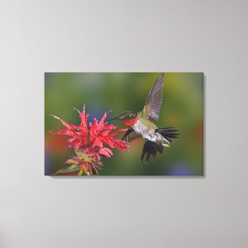 Male Ruby_throated Hummingbird feeding on Canvas Print