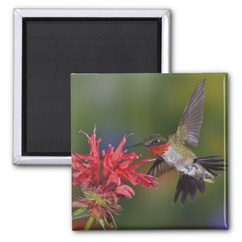 Male Ruby_throated Hummingbird feeding on Magnet