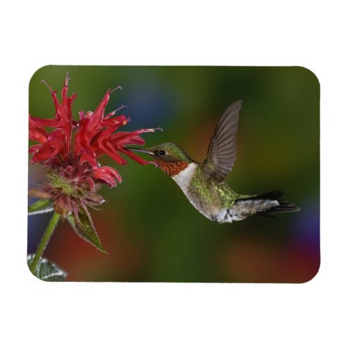 Male Ruby_throated Hummingbird feeding on Magnet