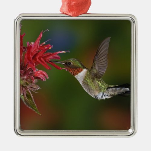 Male Ruby_throated Hummingbird feeding on Metal Ornament