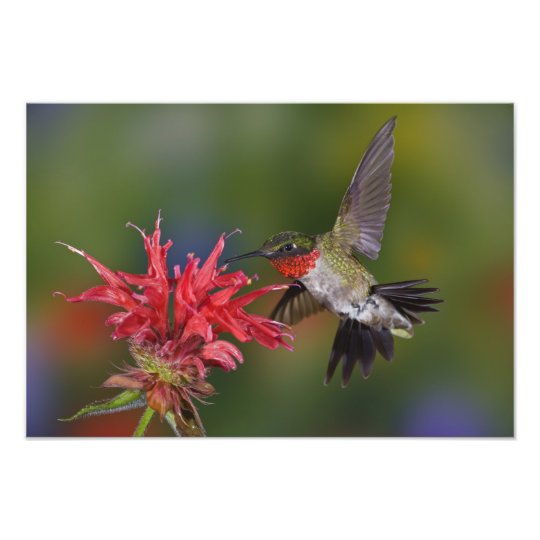 Male Ruby-throated Hummingbird feeding on Photo Print