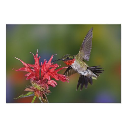 Male Ruby_throated Hummingbird feeding on Photo Print