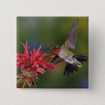 Male Ruby-throated Hummingbird Feeding On Pinback Button by theworldofanimals at Zazzle