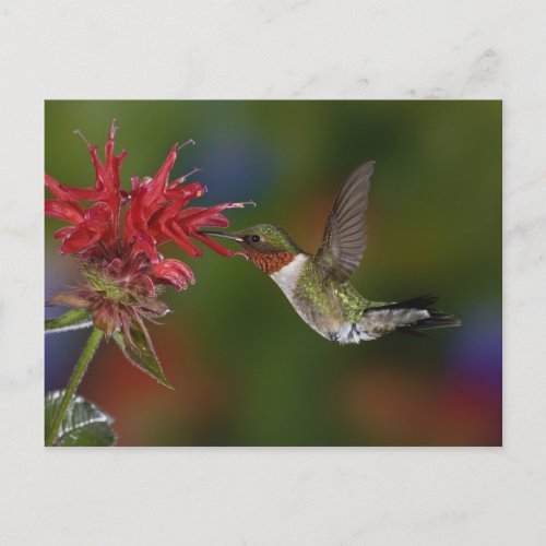 Male Ruby_throated Hummingbird feeding on Postcard
