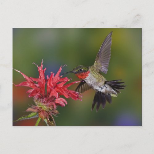 Male Ruby_throated Hummingbird feeding on Postcard