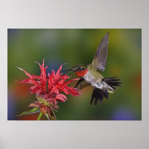 Male Ruby_throated Hummingbird feeding on Poster