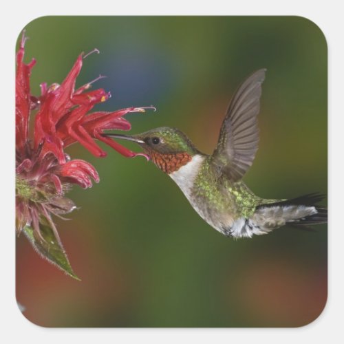 Male Ruby_throated Hummingbird feeding on Square Sticker