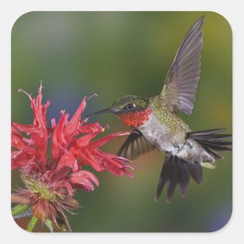 Male Ruby-throated Hummingbird Feeding On Square Sticker by theworldofanimals at Zazzle